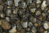 Lot: to Natural Chalcedony Nodules - Pieces #137959-3